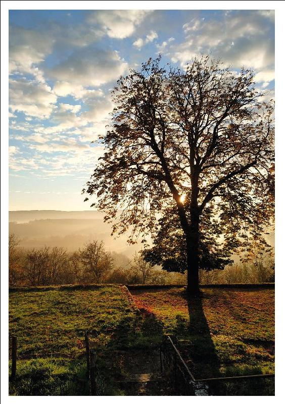 Postcard 451