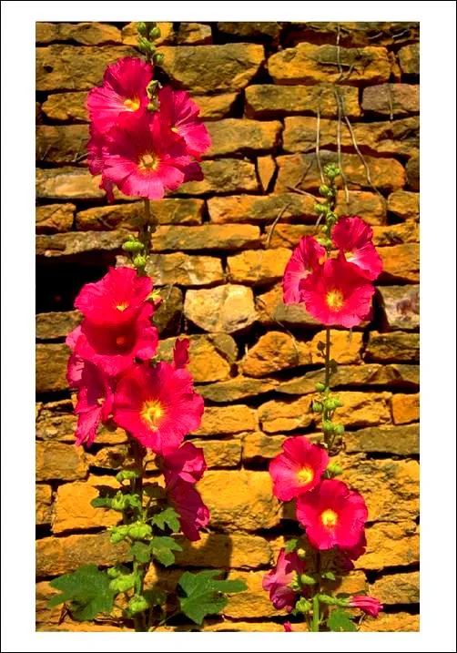 Produkt Postcard 424 Foto